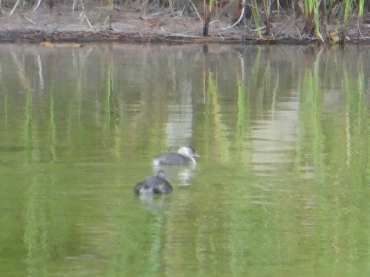 Least Grebe - elwood bracey