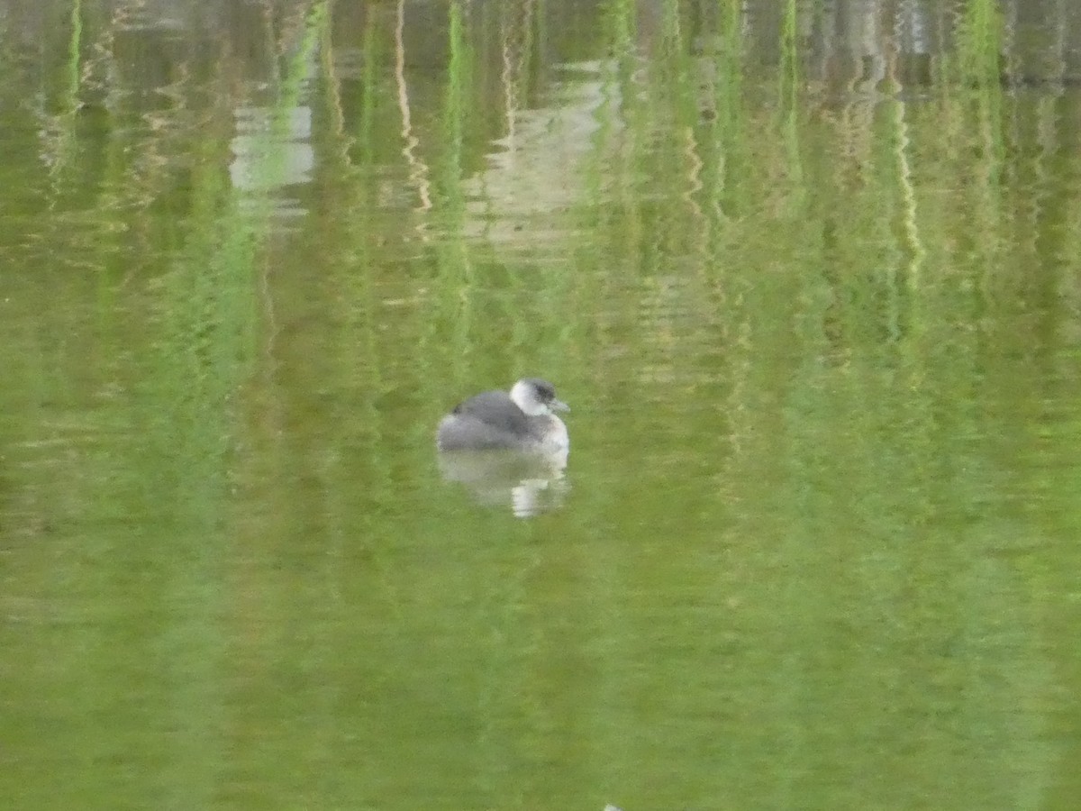 Least Grebe - ML142761481