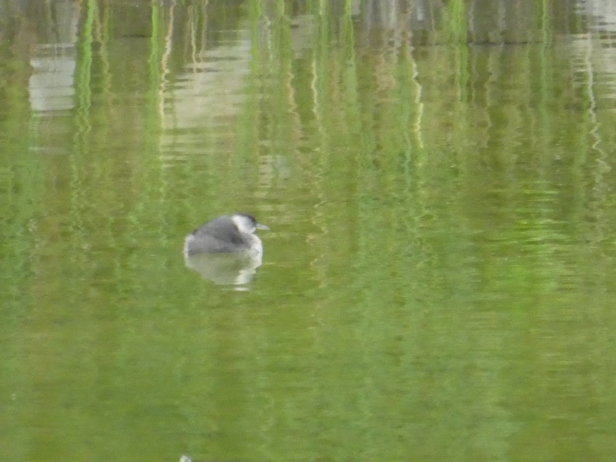 Least Grebe - elwood bracey