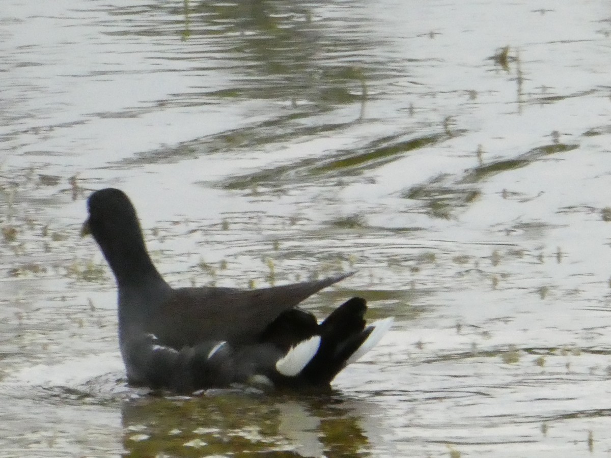 Gallinule d'Amérique - ML142761591