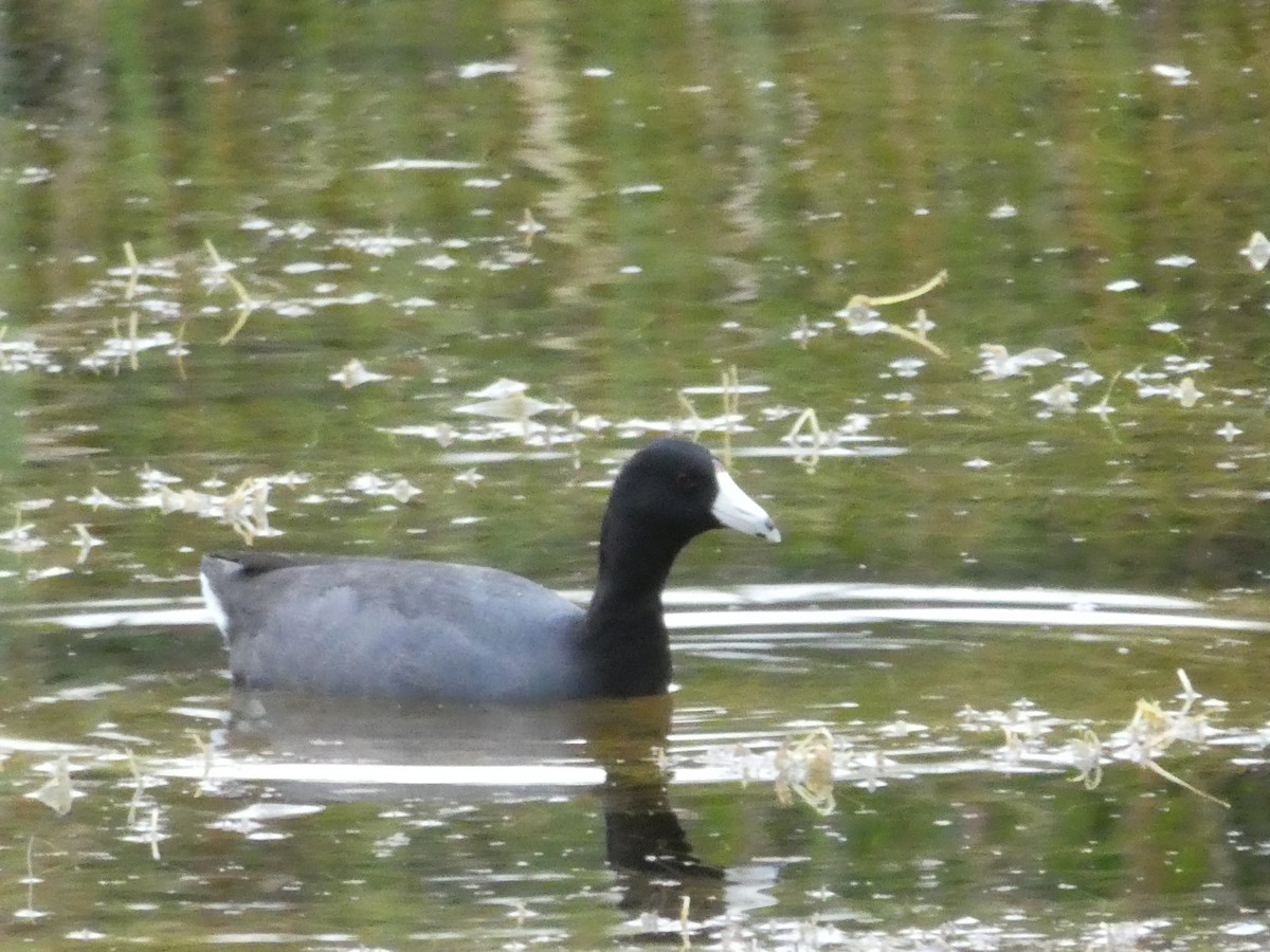 American Coot - ML142761601