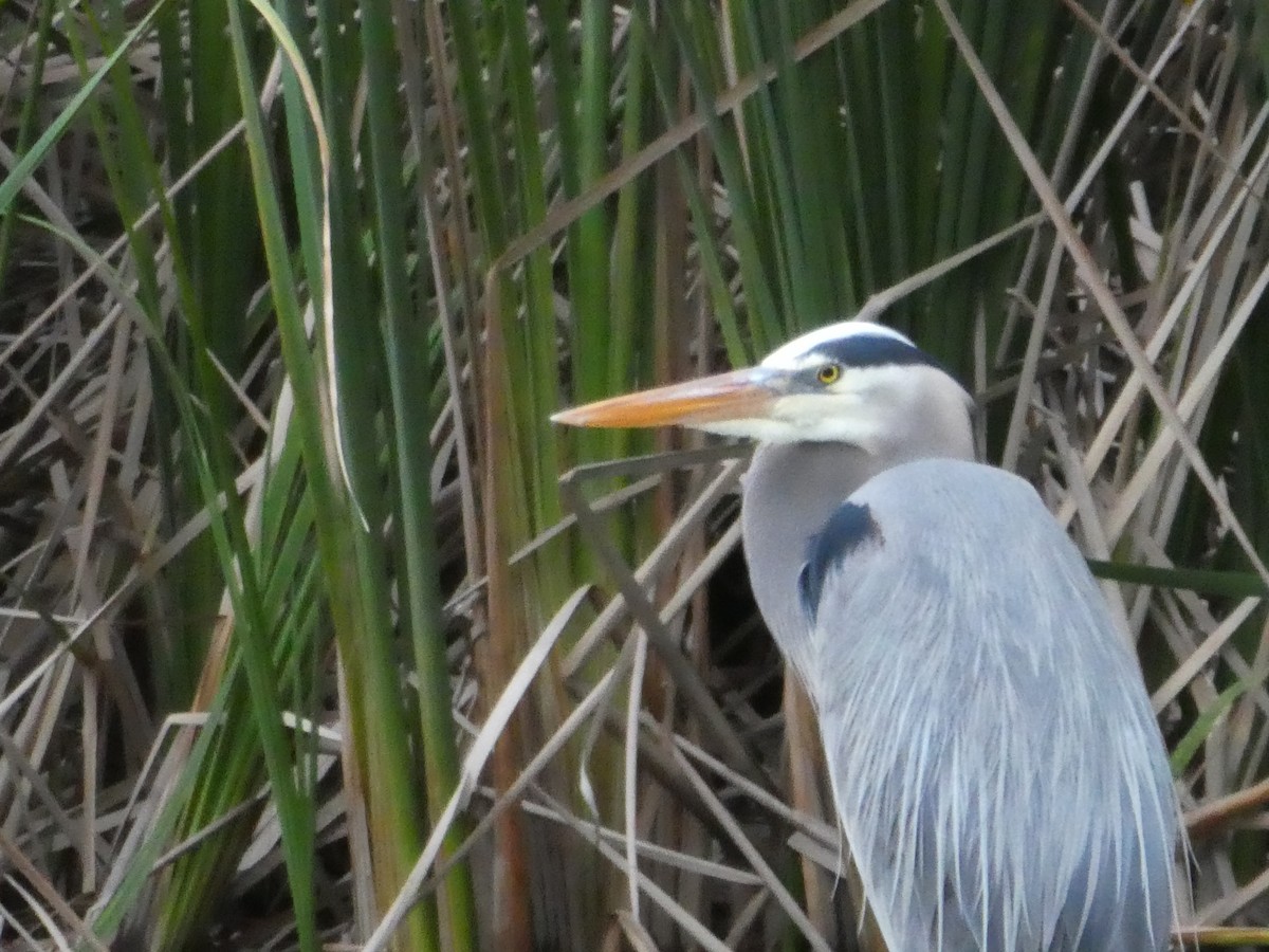 Great Blue Heron - elwood bracey