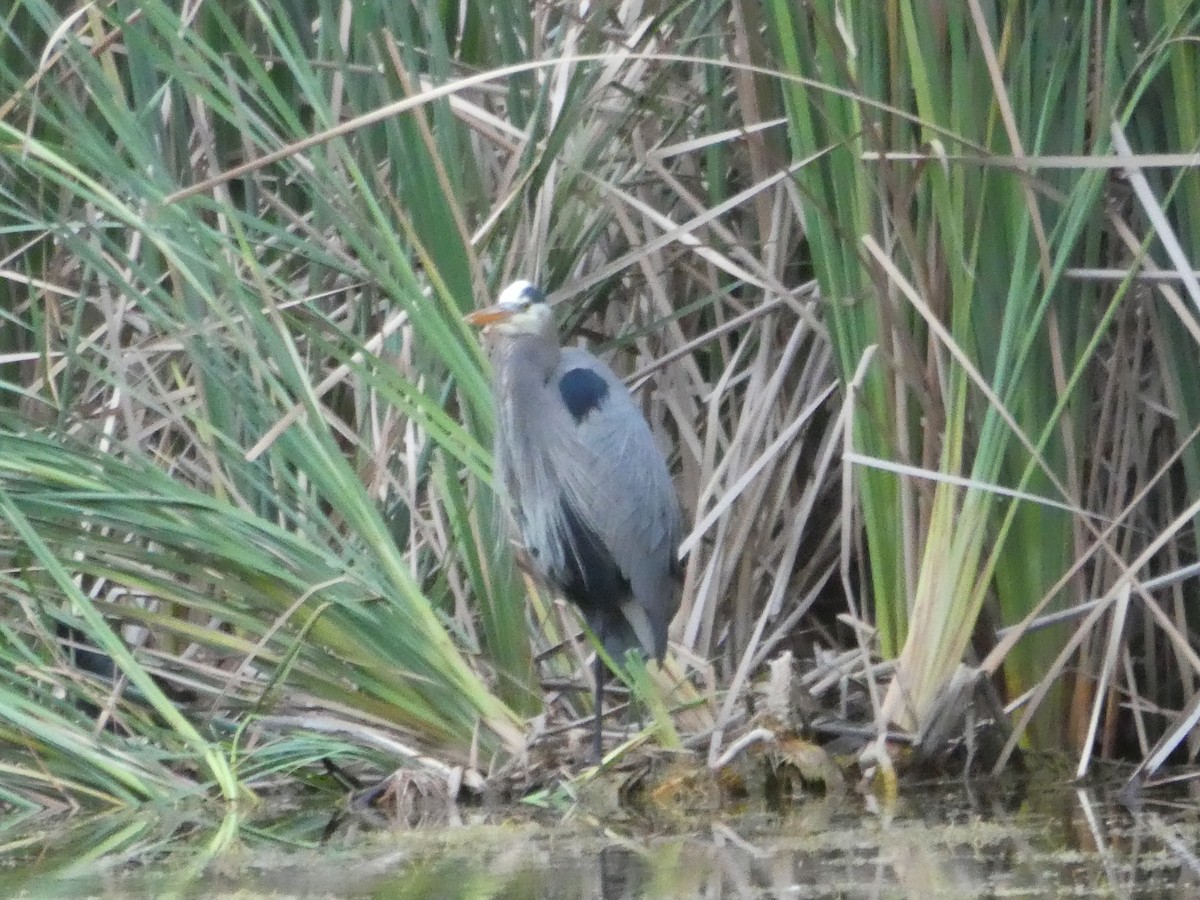 Great Blue Heron - ML142762061