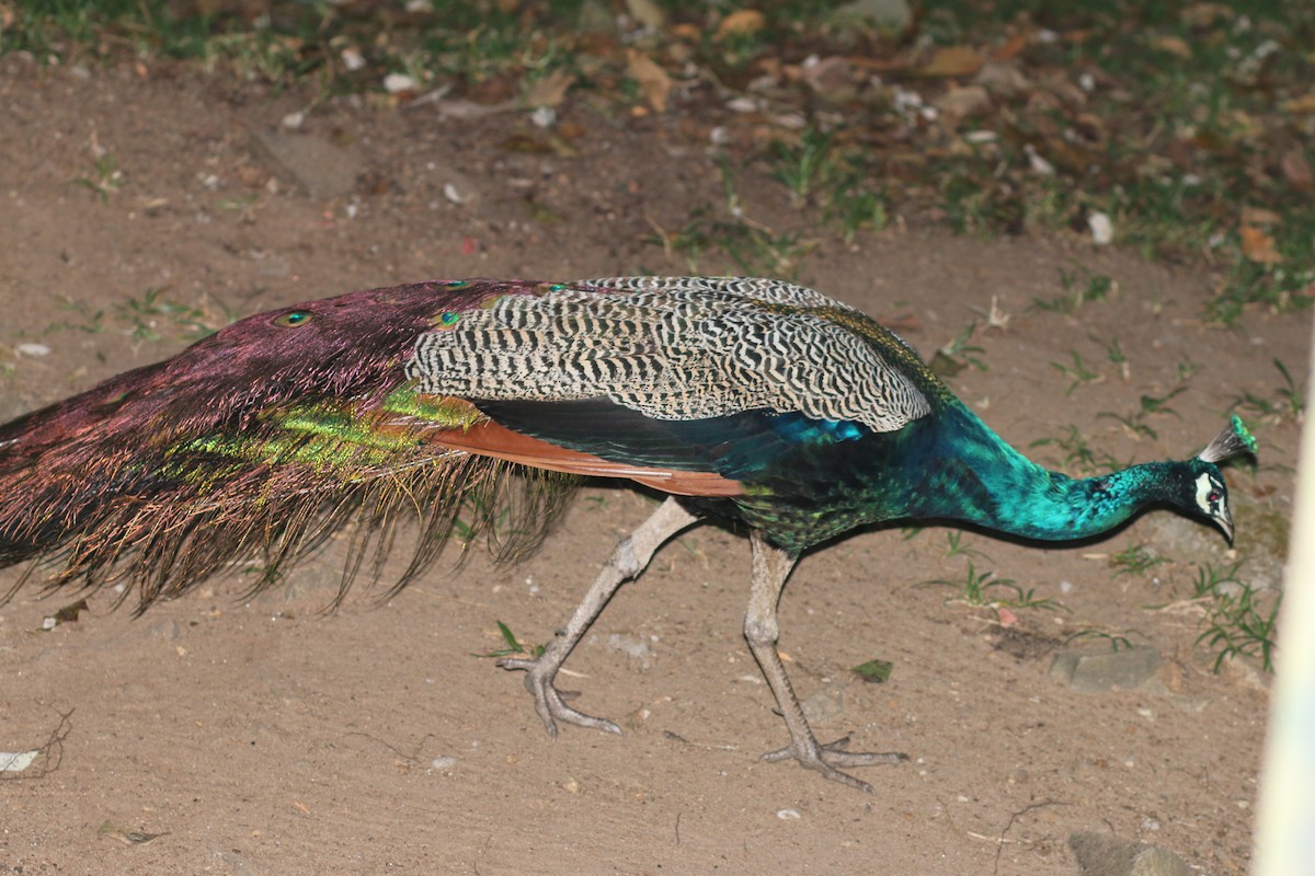 Indian Peafowl - ML142762151