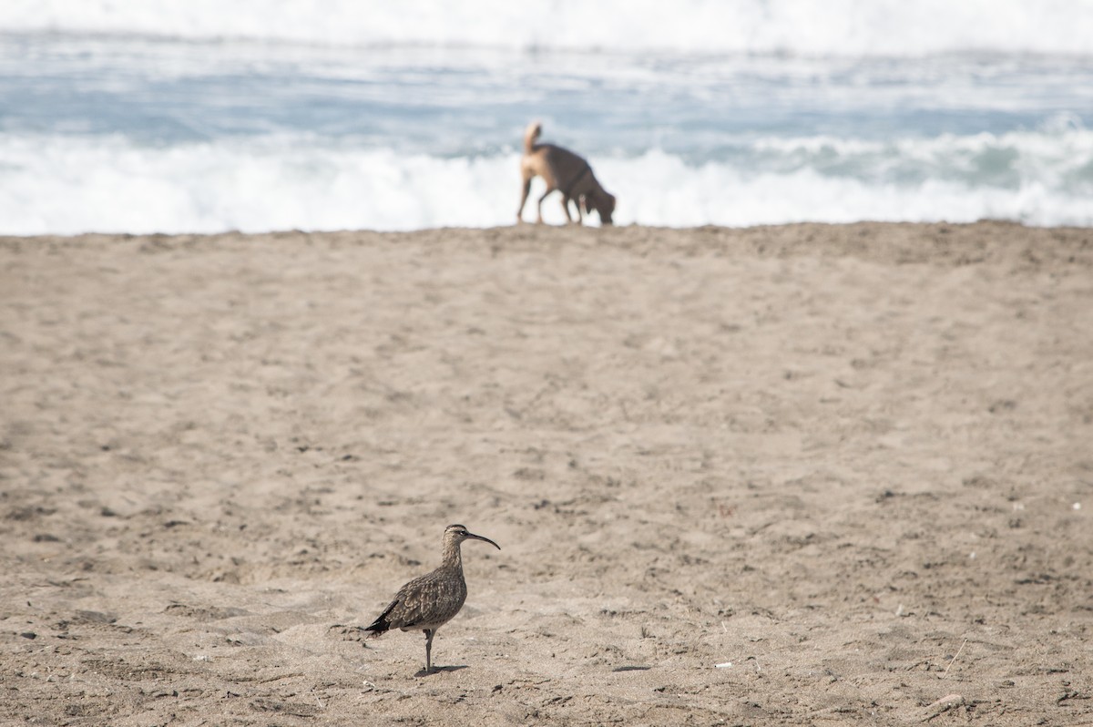 Whimbrel - ML142762821