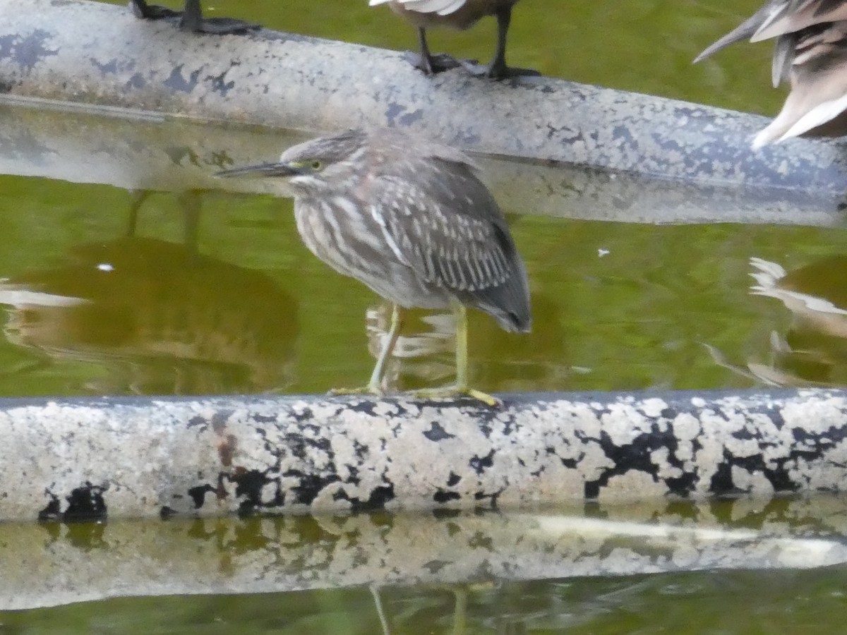 Green Heron - ML142762901