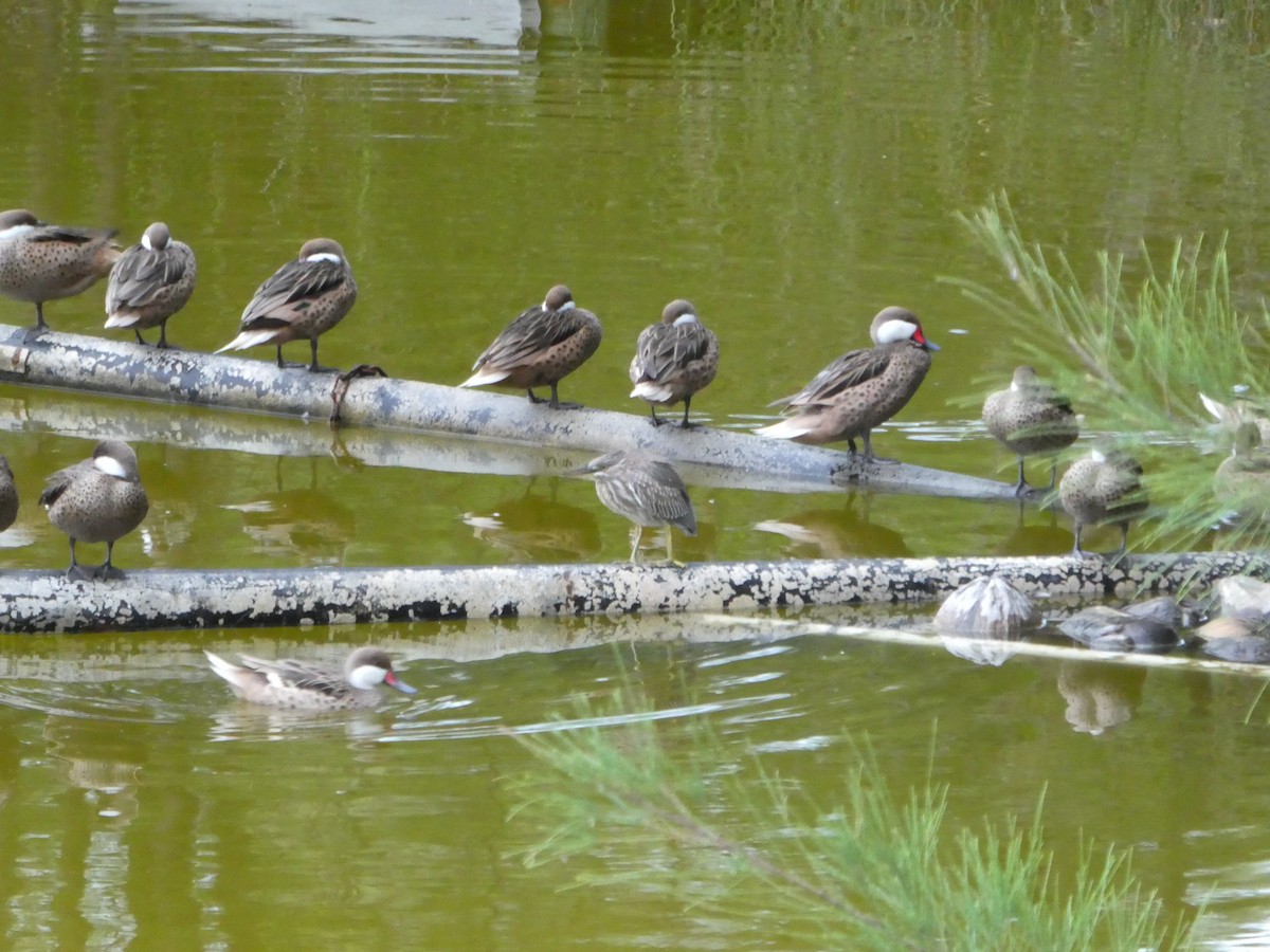 Green Heron - ML142763001