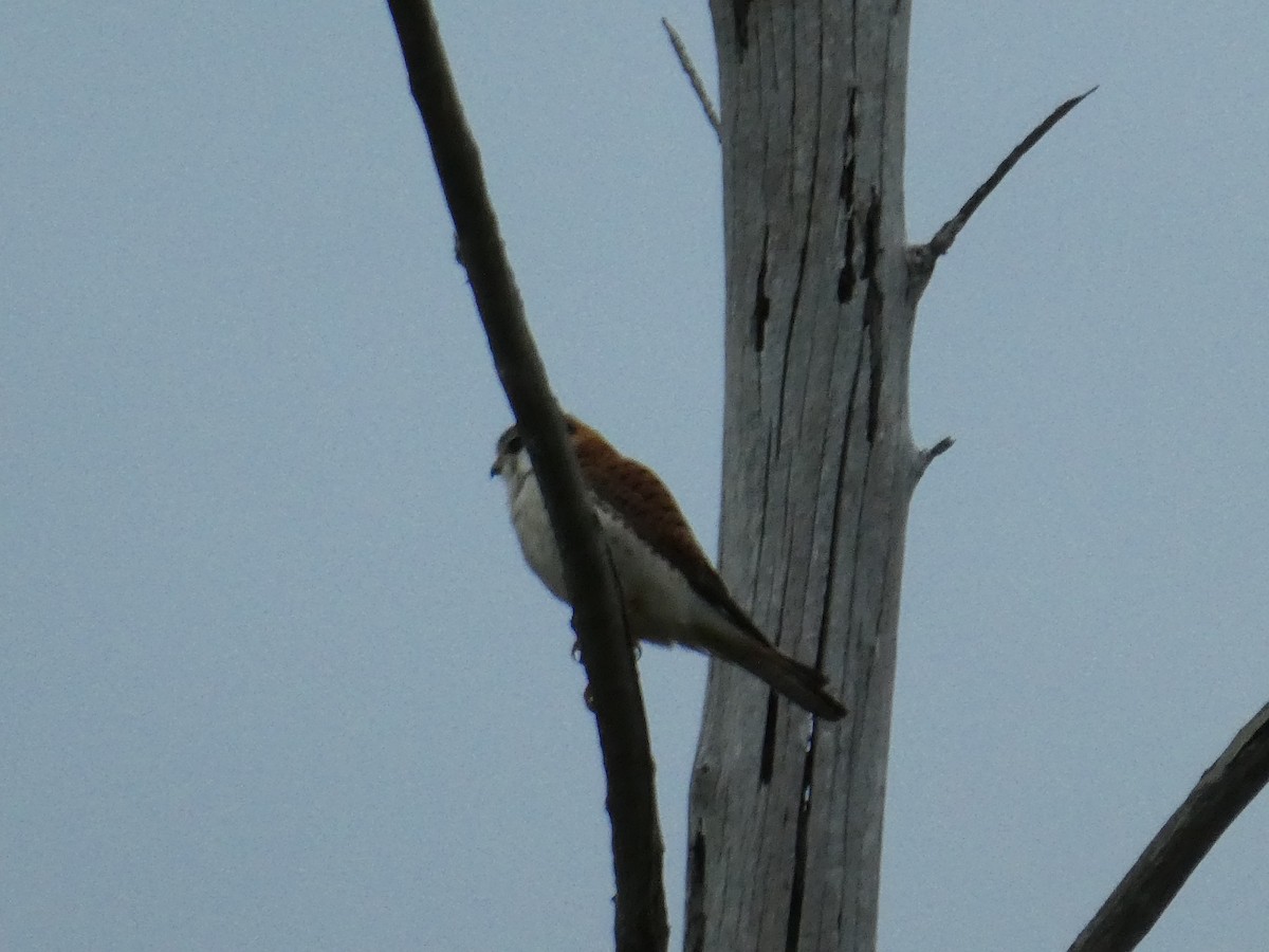 American Kestrel - ML142763051