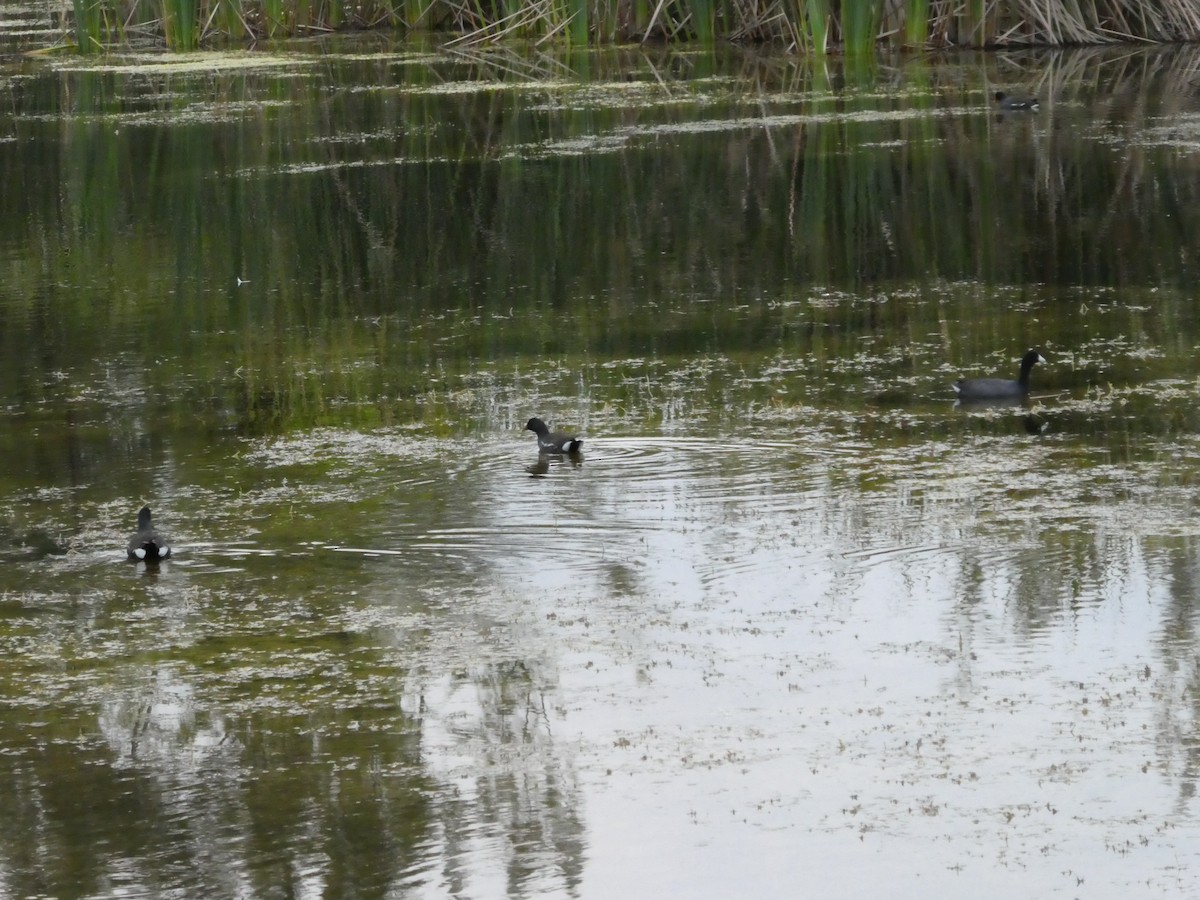 Gallinule d'Amérique - ML142763201