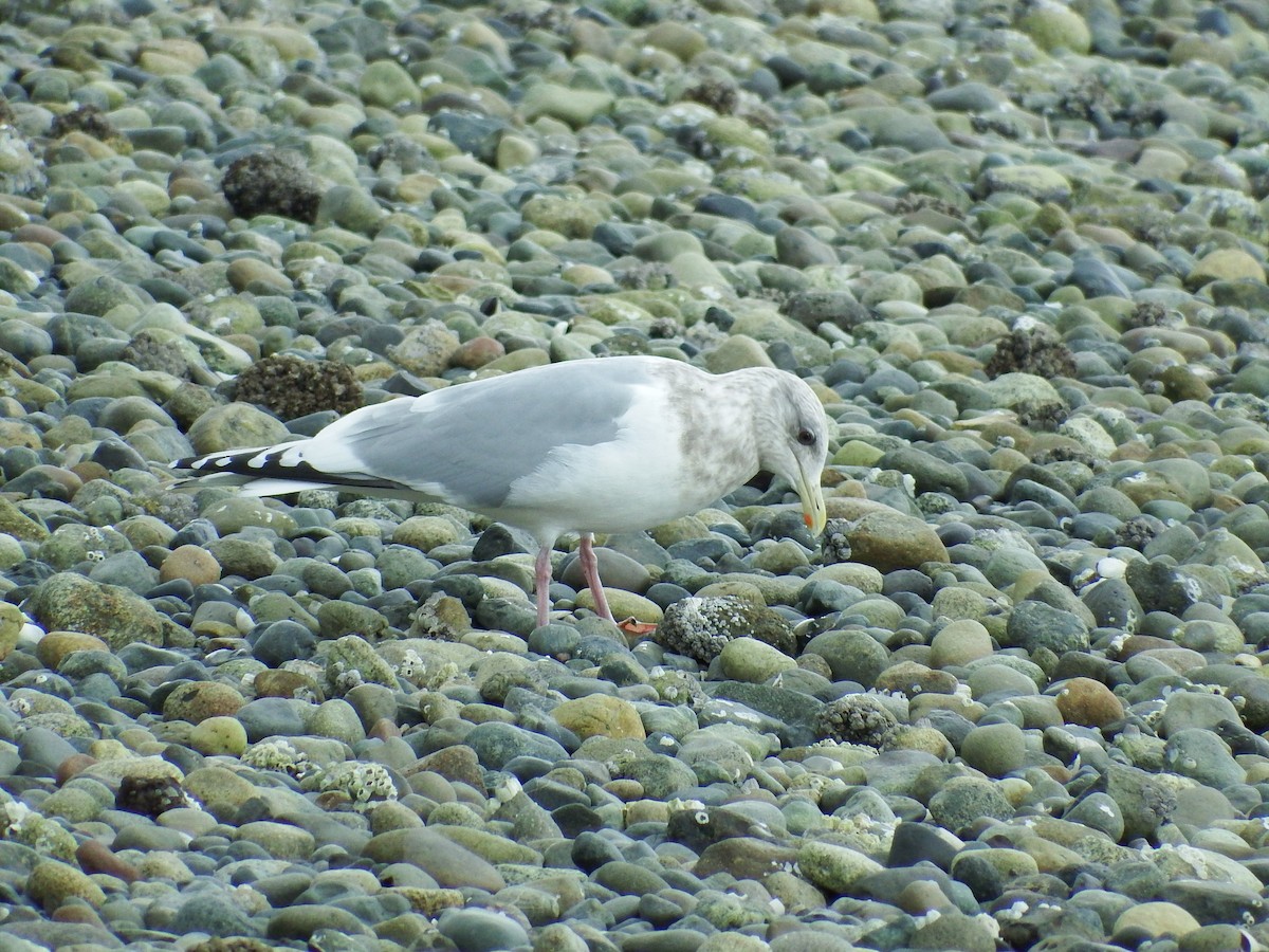 Gaviota Groenlandesa (thayeri) - ML142763241