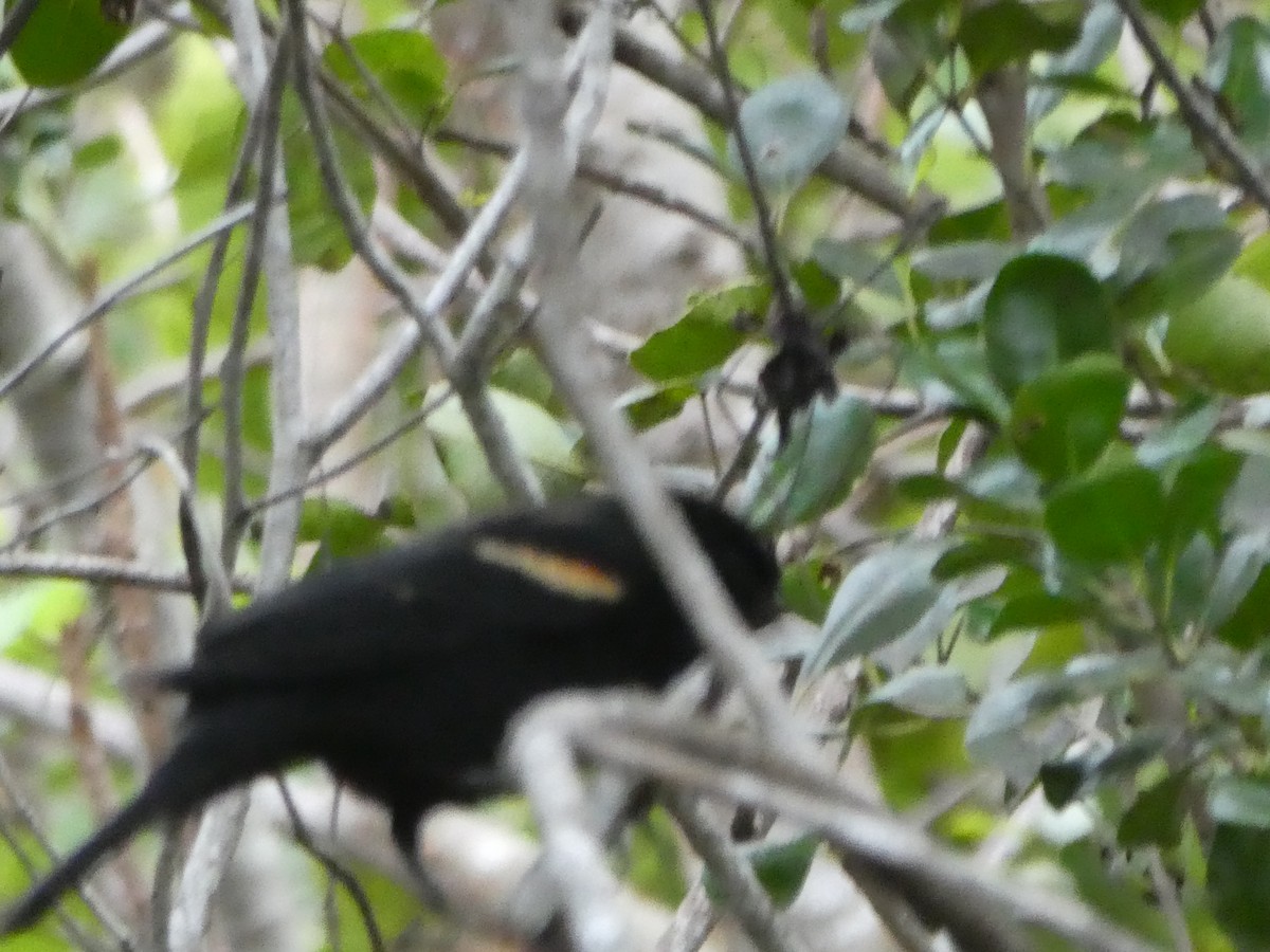 Red-winged Blackbird - ML142763401