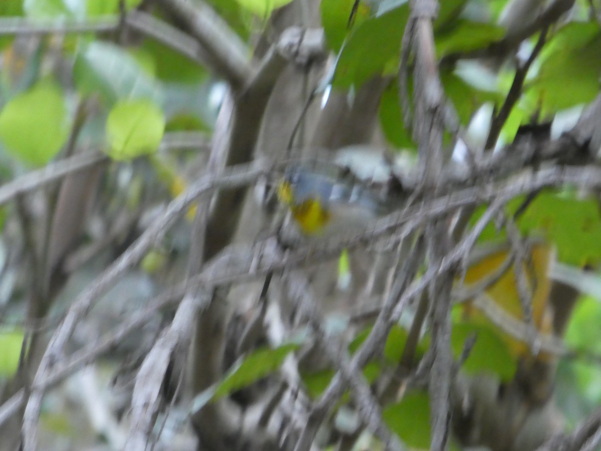 Northern Parula - elwood bracey