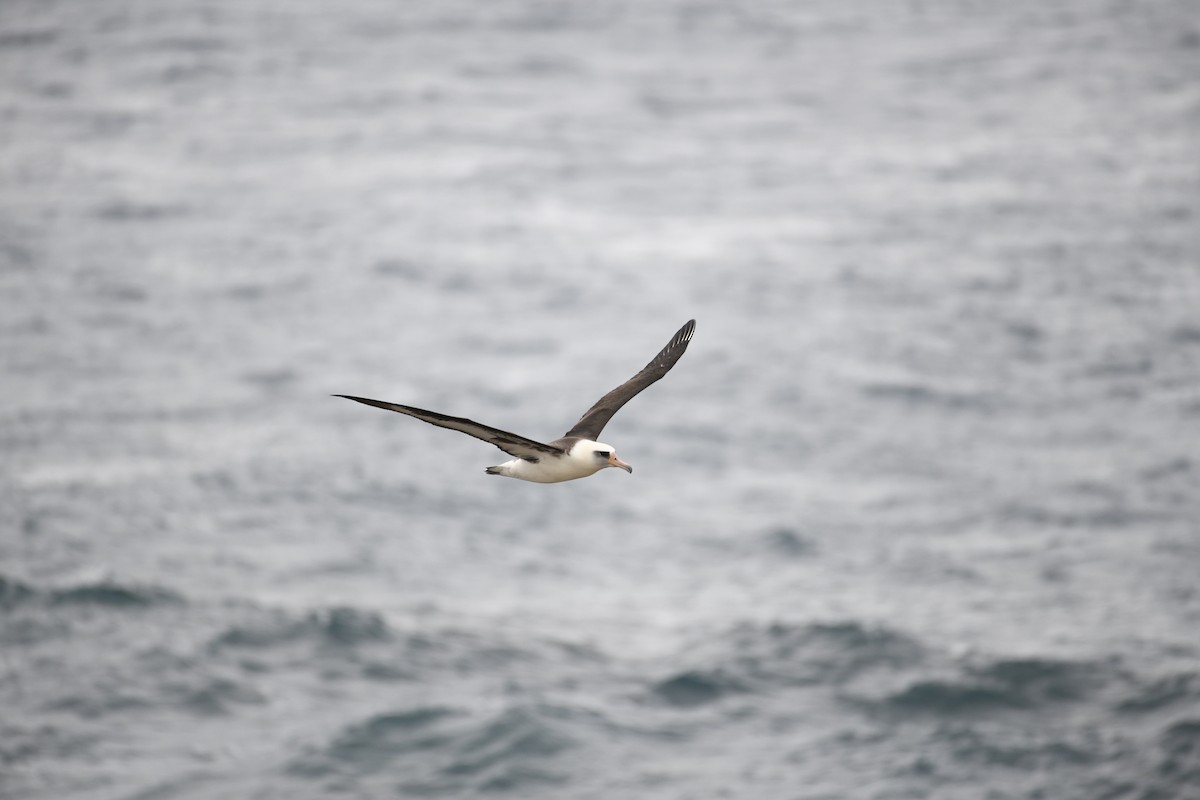Laysan Albatross - Katie Dial