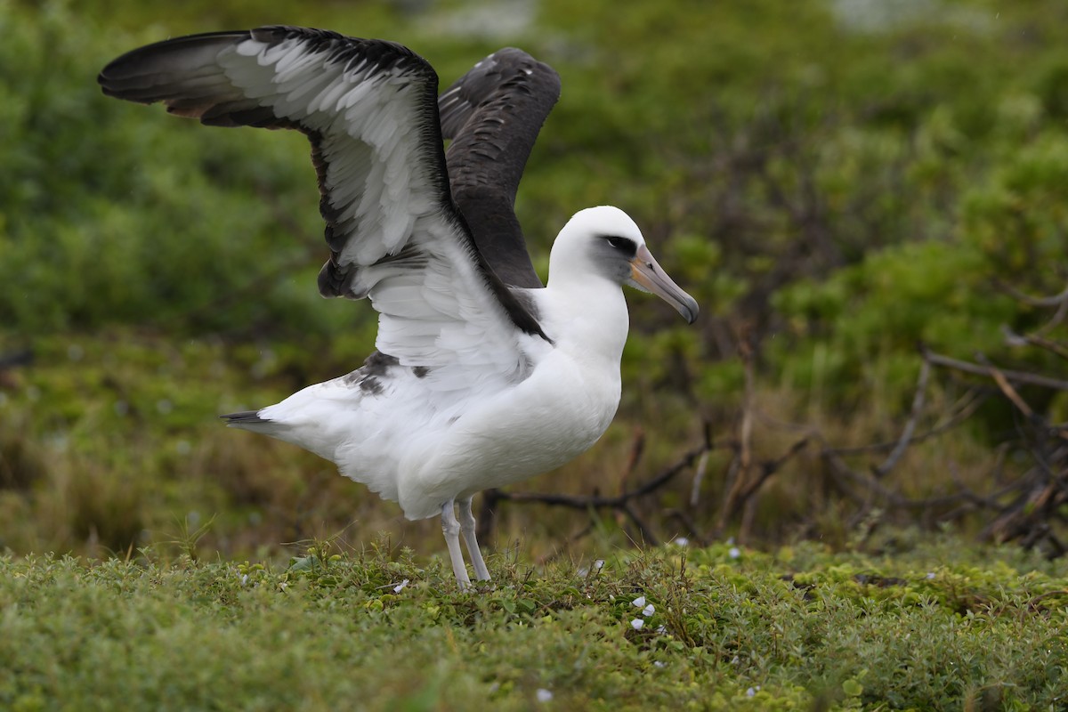 Albatros de Laysan - ML142765121