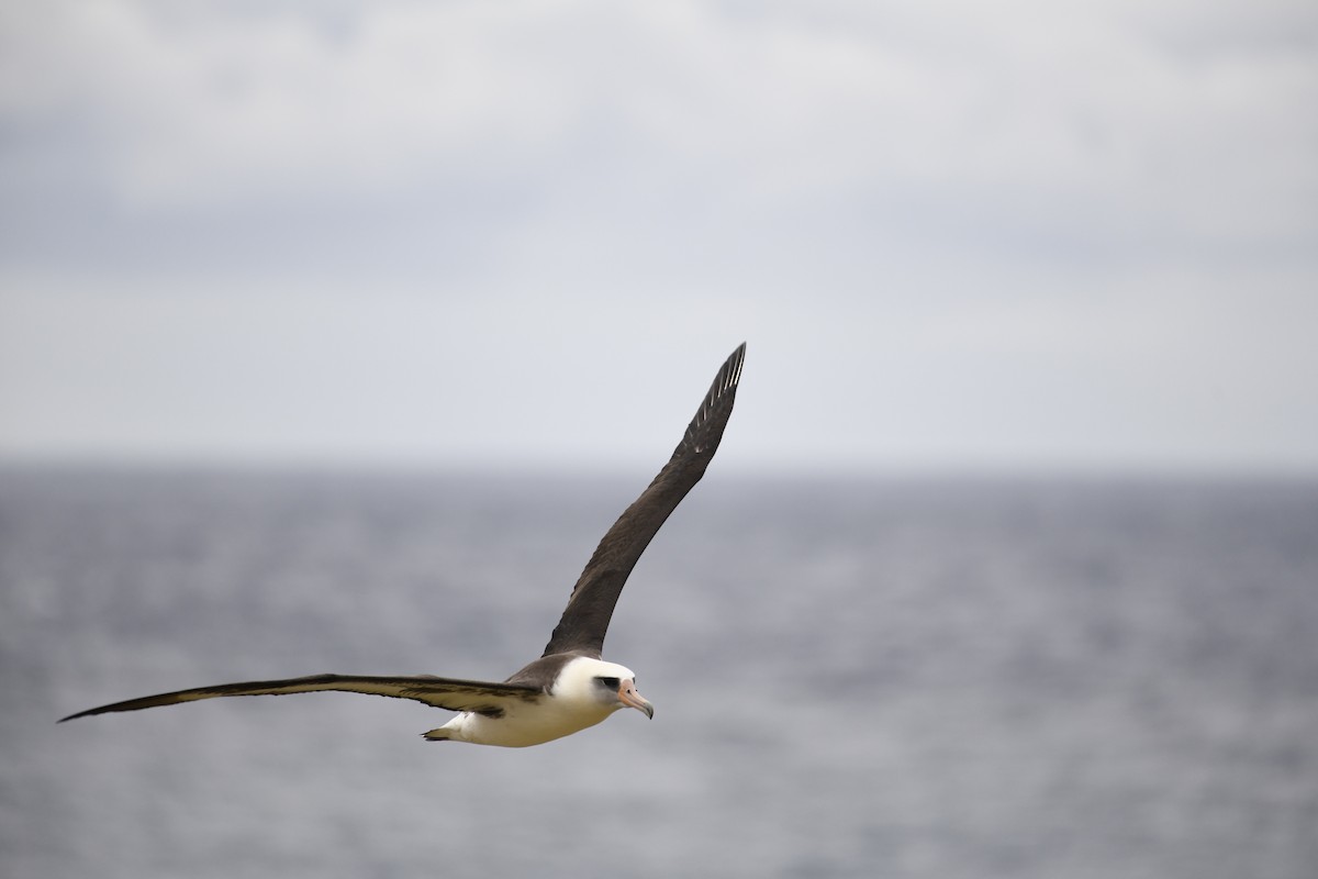 Laysan Albatross - Katie Dial
