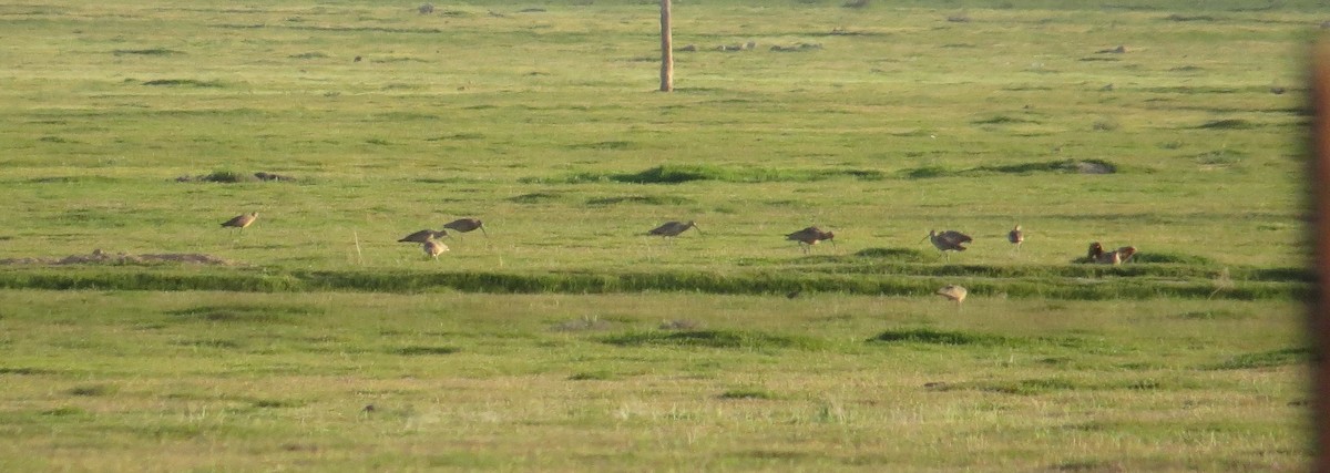 Long-billed Curlew - Brittany O'Connor