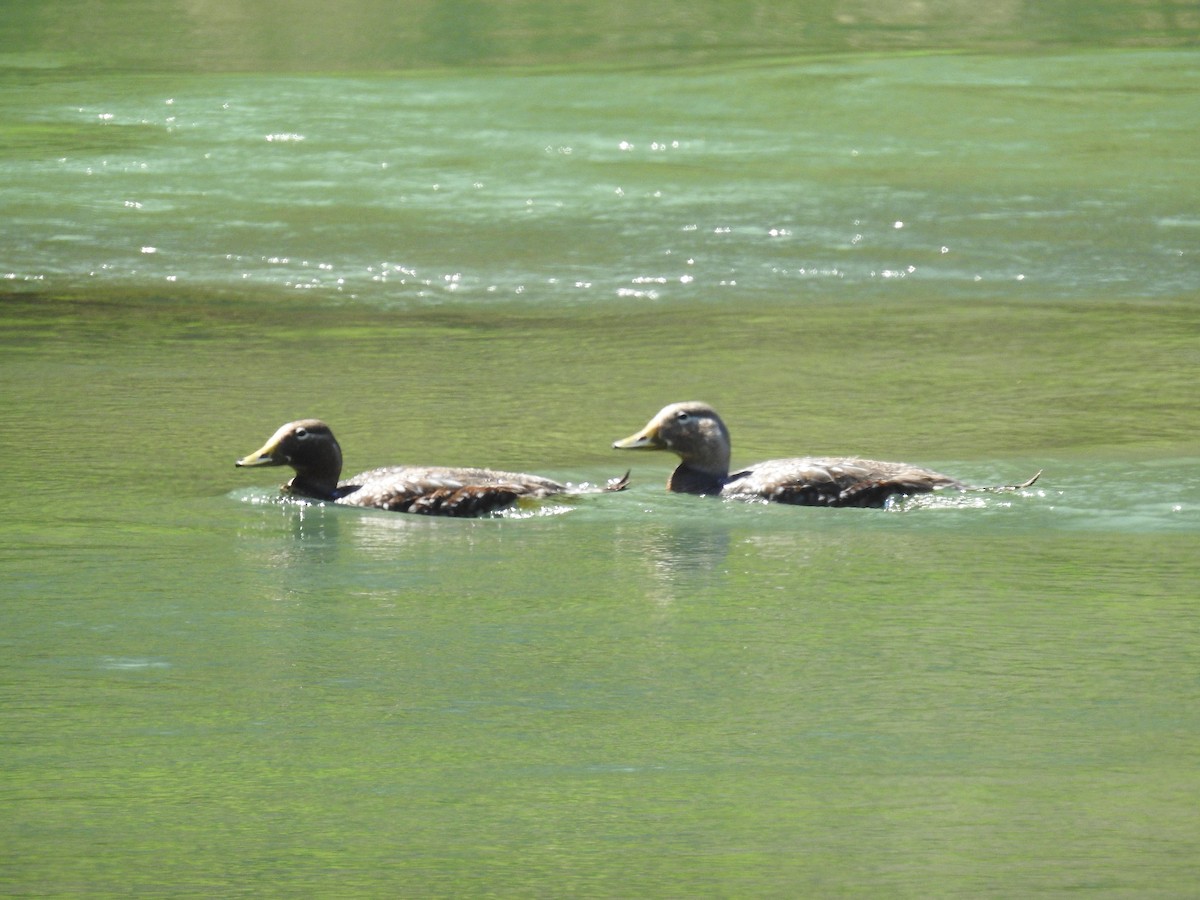 Langflügel-Dampfschiffente - ML142765881