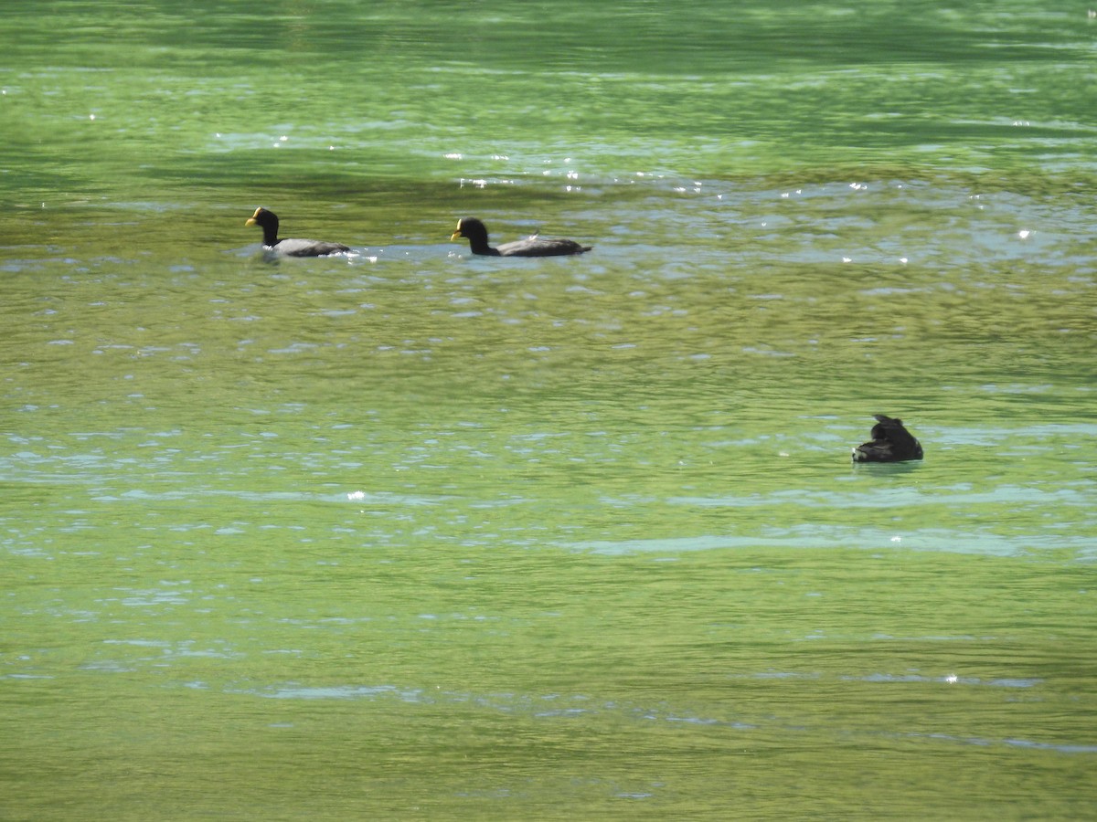 Red-gartered Coot - ML142766241