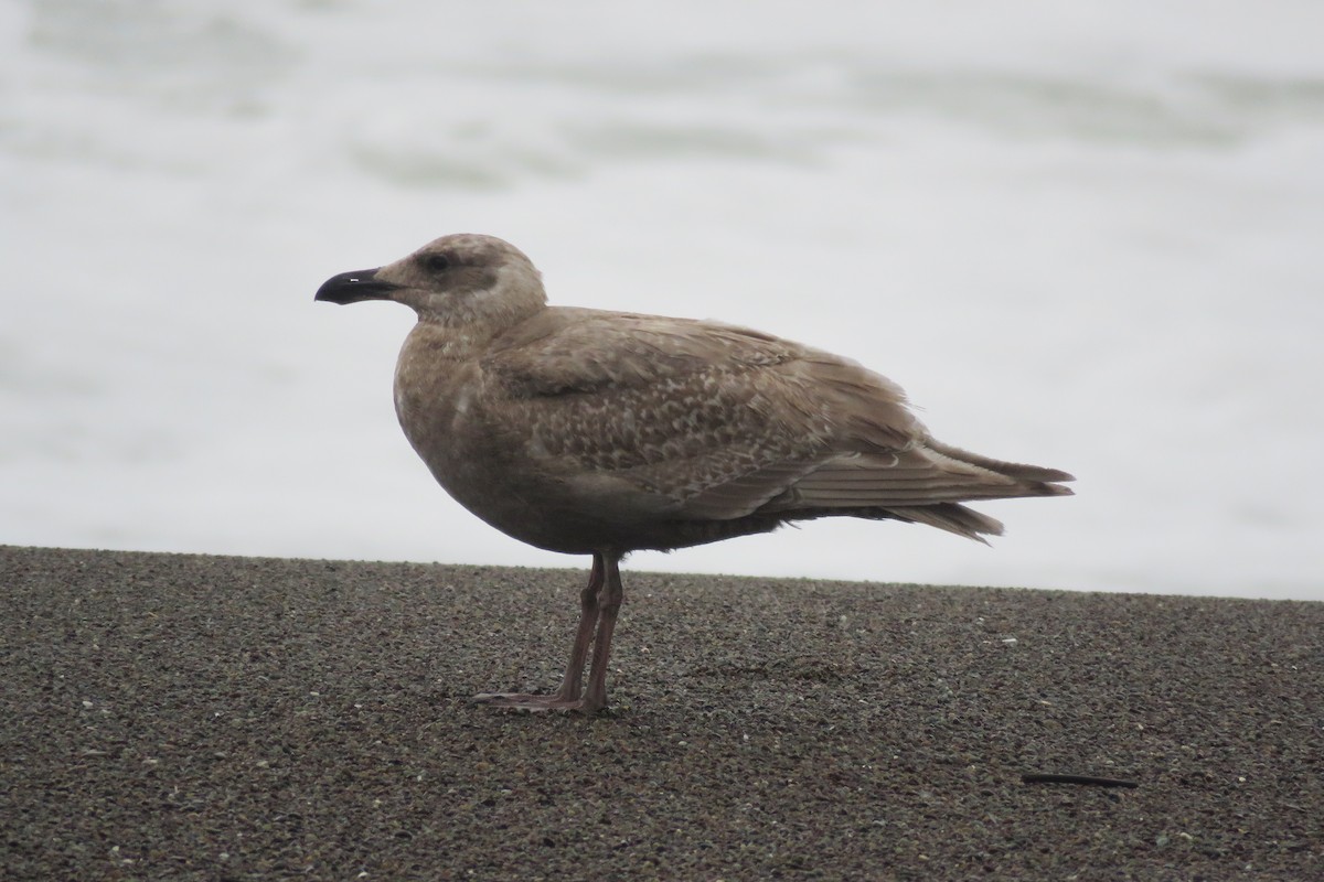 Glaucous-winged Gull - ML142768211