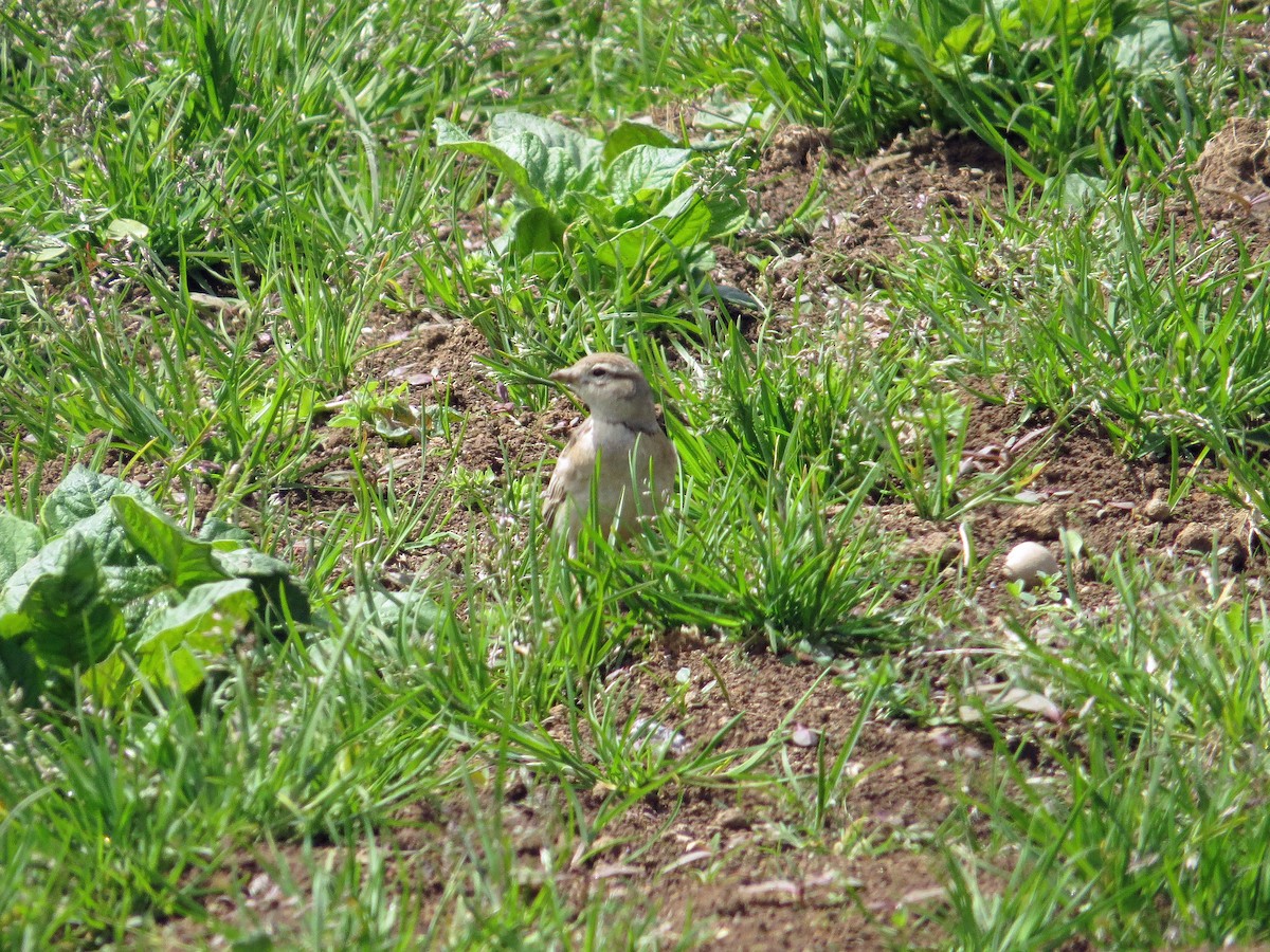 Mongolian Short-toed Lark - ML142768261