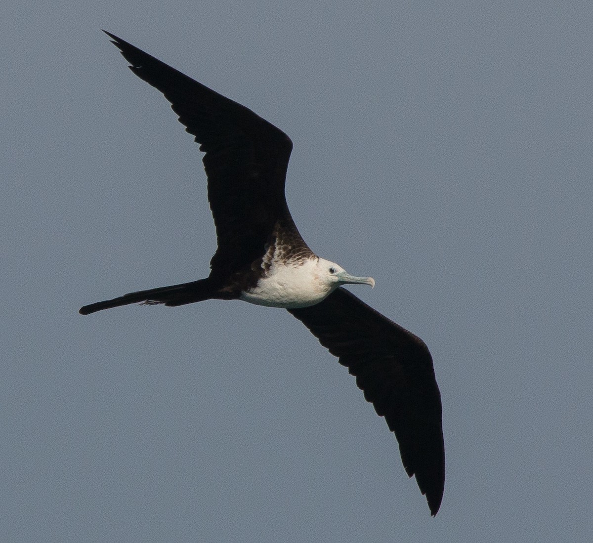 Magnificent Frigatebird - Joel Strong