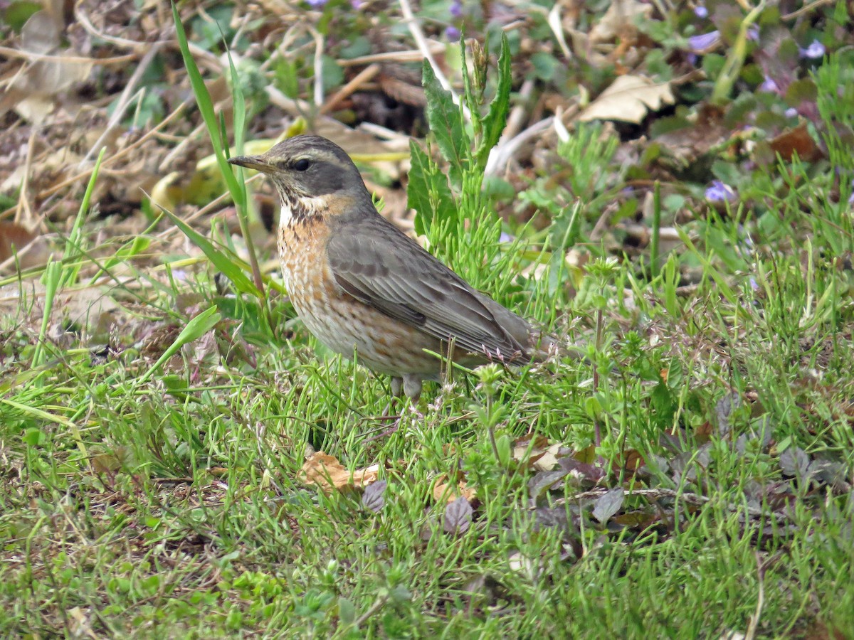 Naumann's Thrush - ML142768611