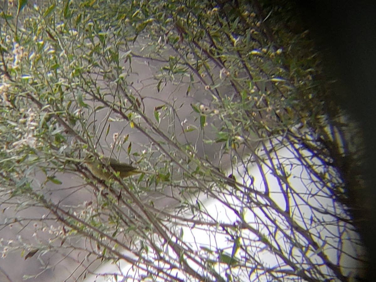 Orange-crowned Warbler - ML142770611