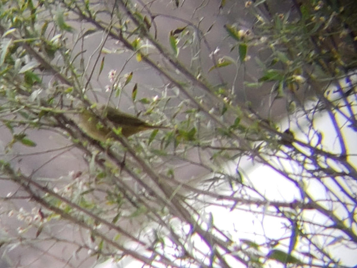 Orange-crowned Warbler - ML142770621