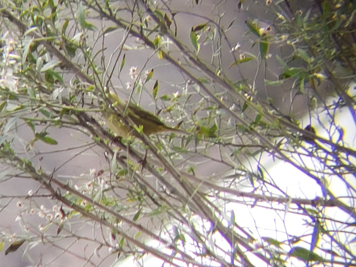 Orange-crowned Warbler - ML142770631