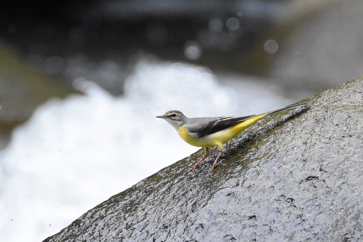 Gray Wagtail - ML142770821