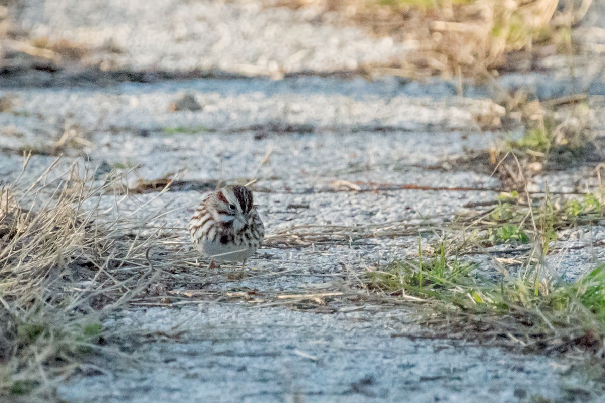 Song Sparrow - ML142771011