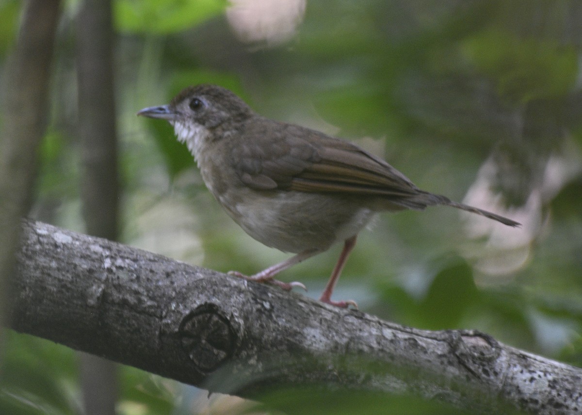 Puvel's Illadopsis - Chris Courtaux