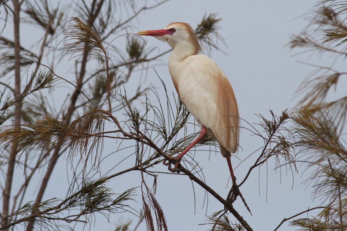 Western Cattle Egret - ML142772431