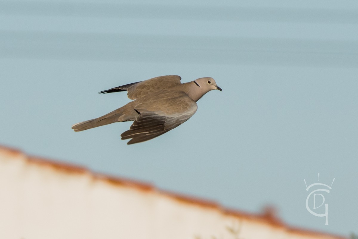 Eurasian Collared-Dove - DIEGO GOMEZ CRISTOBAL