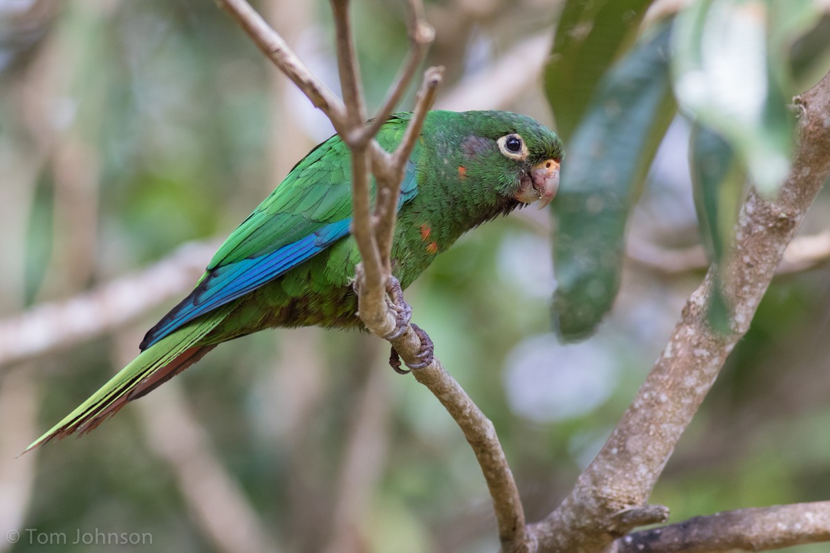 Santa Marta Parakeet - ML142773851