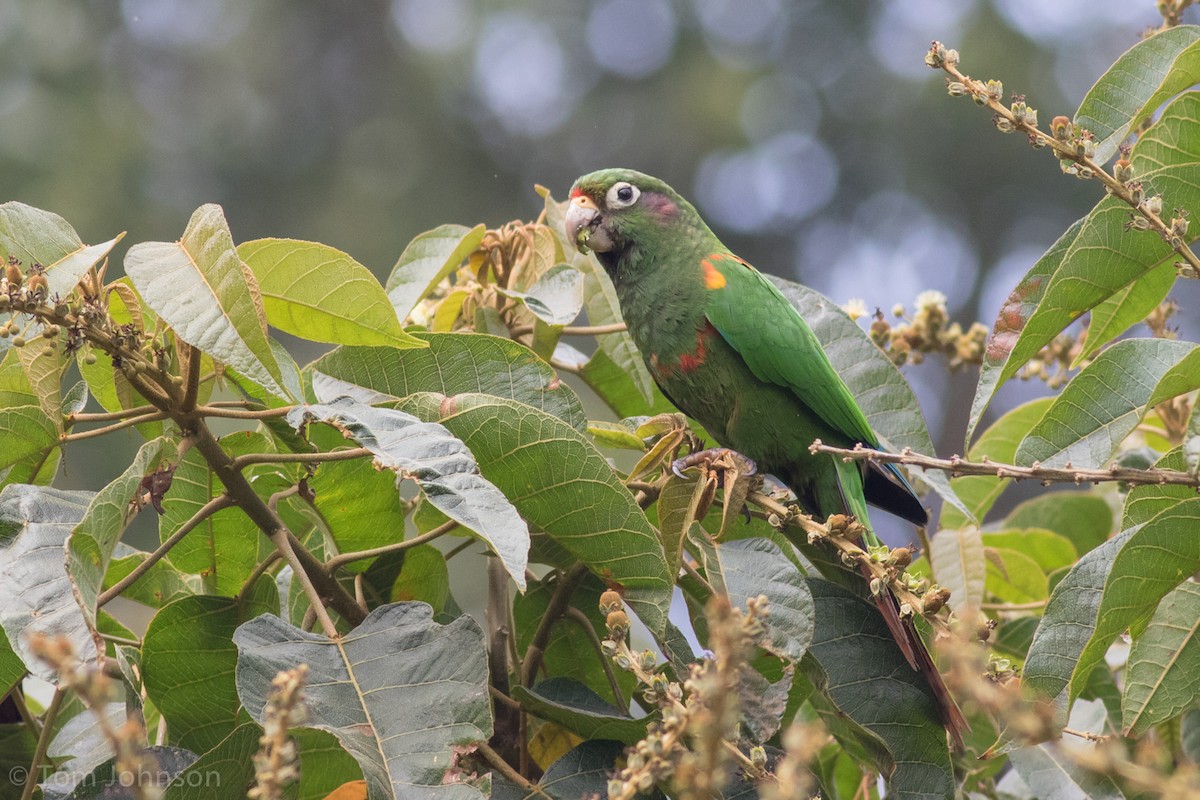 Santa Marta Parakeet - ML142773861