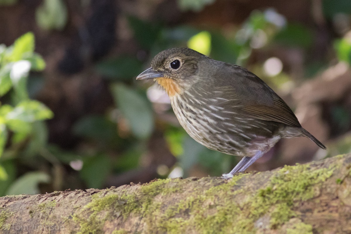 Santa Marta Antpitta - Tom Johnson