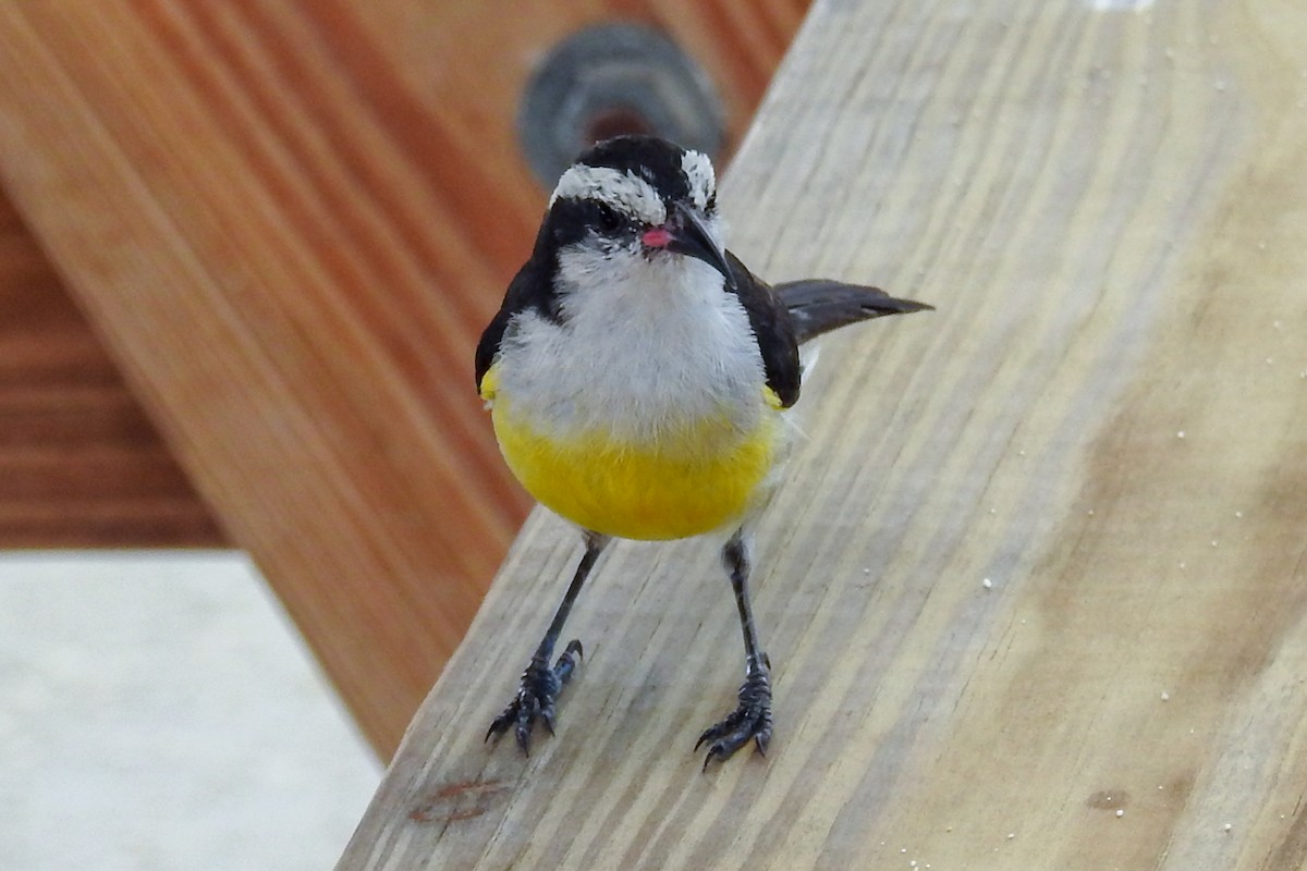 Sucrier à ventre jaune - ML142774951