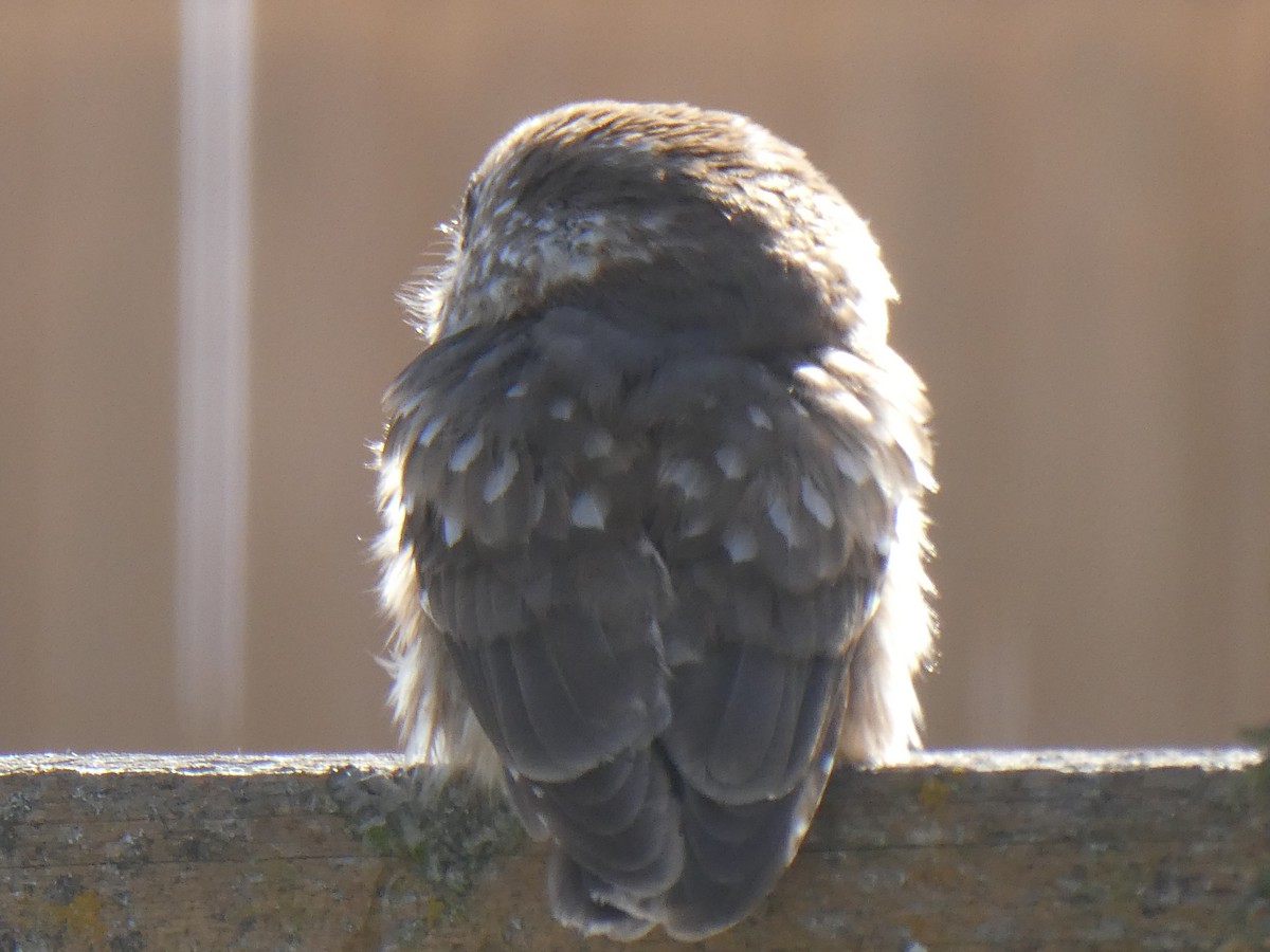 Northern Saw-whet Owl - Greg Ross