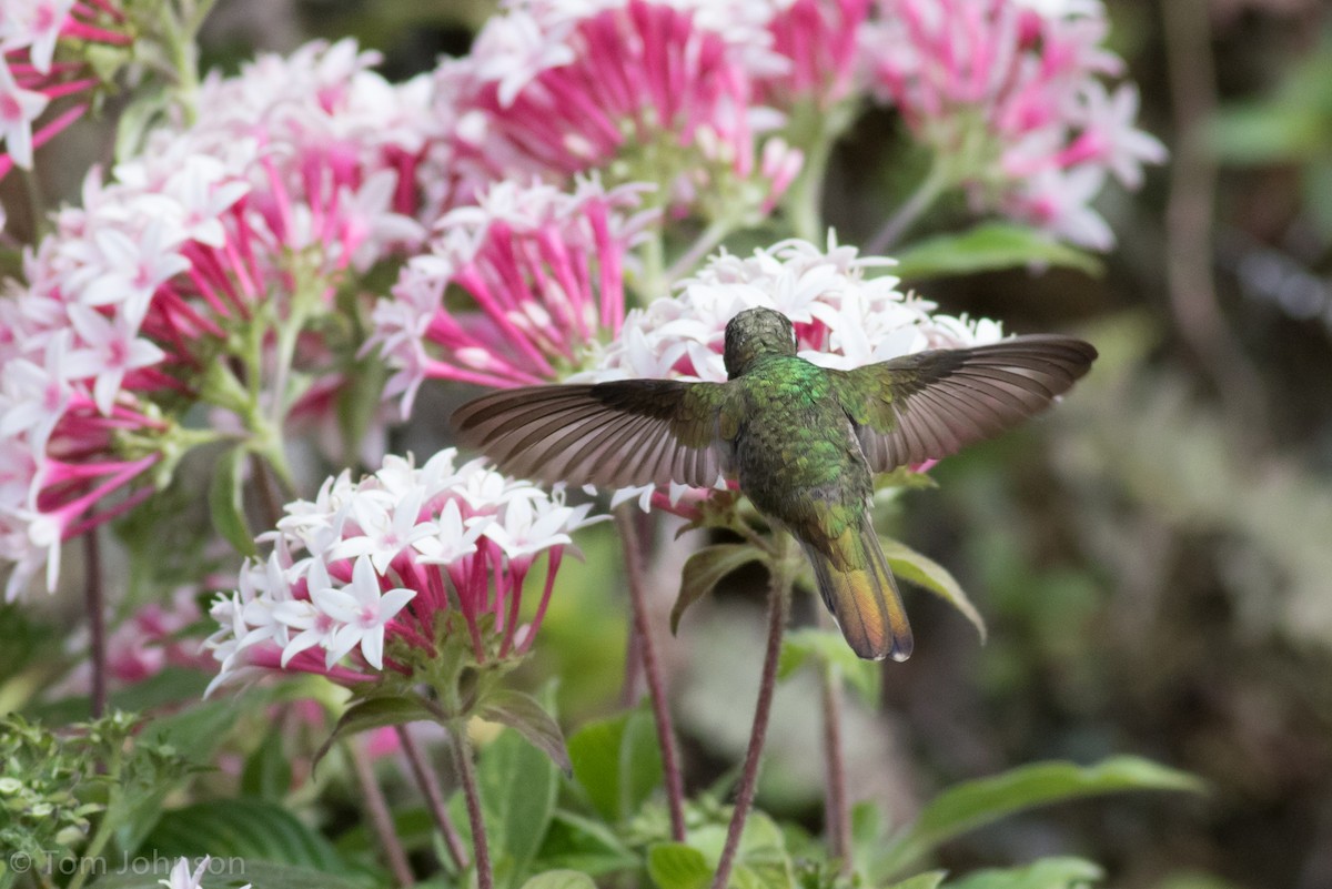 Coppery Emerald - Tom Johnson