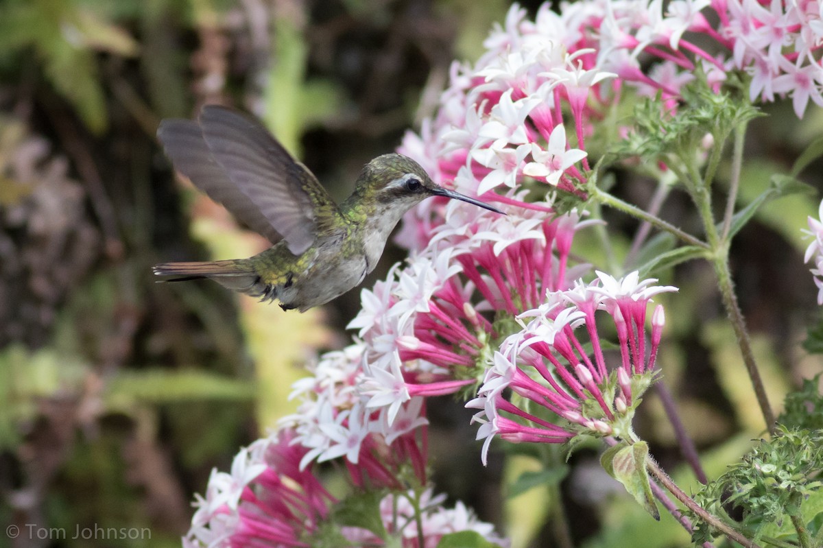 Coppery Emerald - Tom Johnson