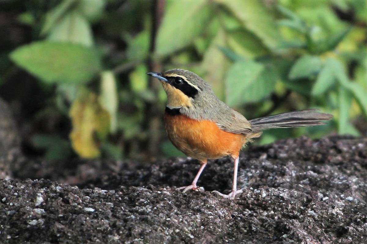 Olive-crowned Crescentchest - ML142780621