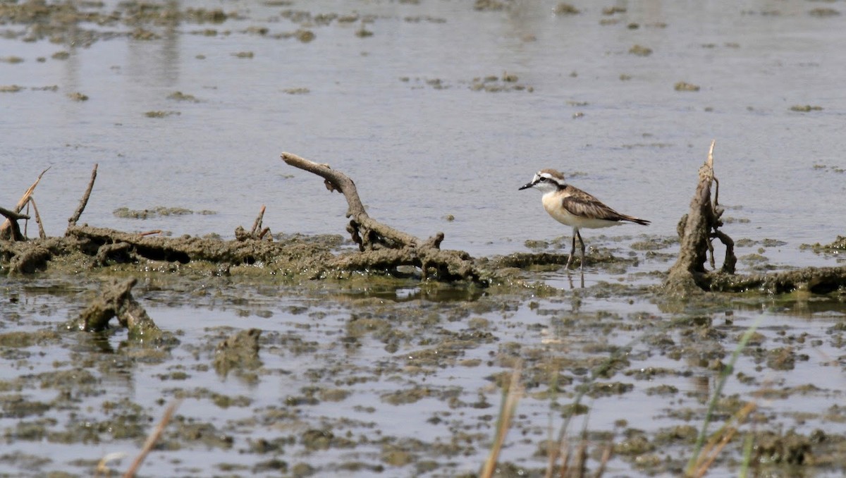 Kittlitz's Plover - ML142782791