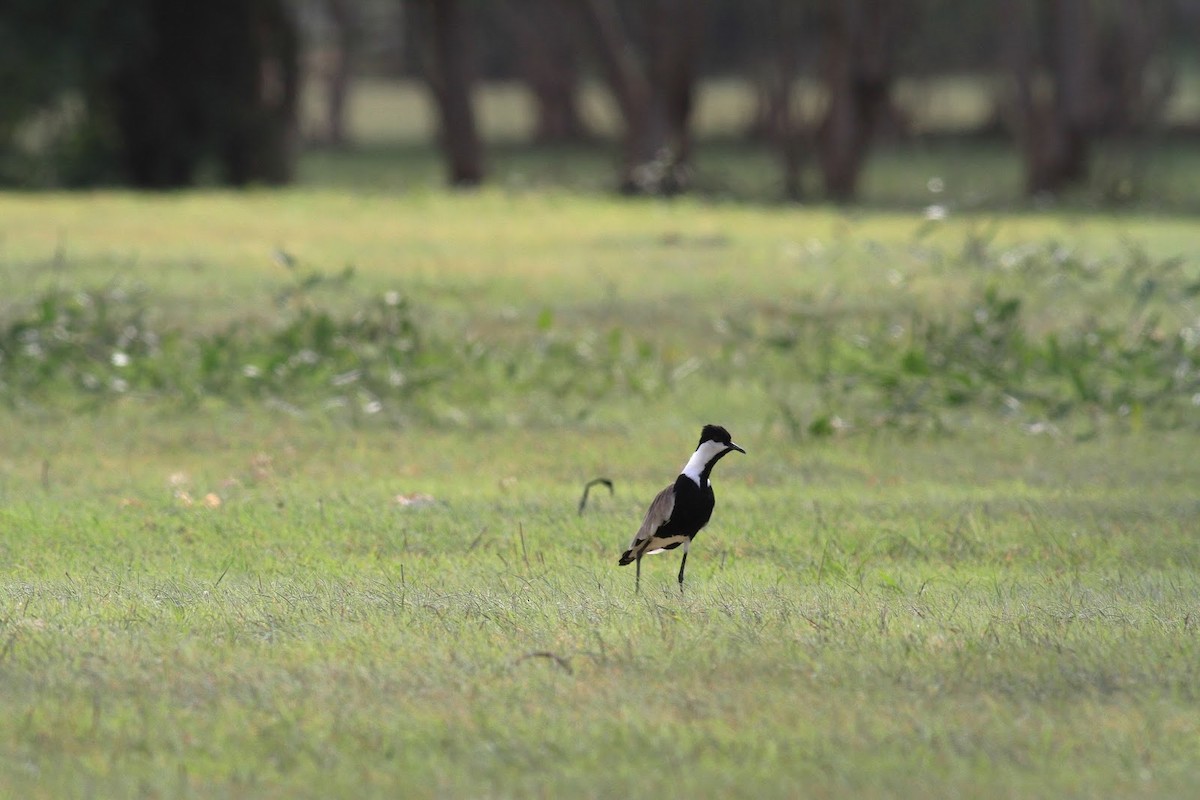 Spur-winged Lapwing - Frédéric Bacuez