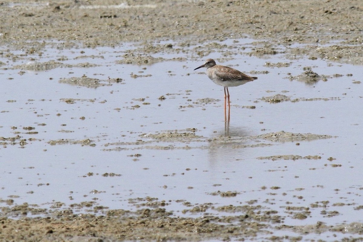 Common Redshank - Frédéric Bacuez