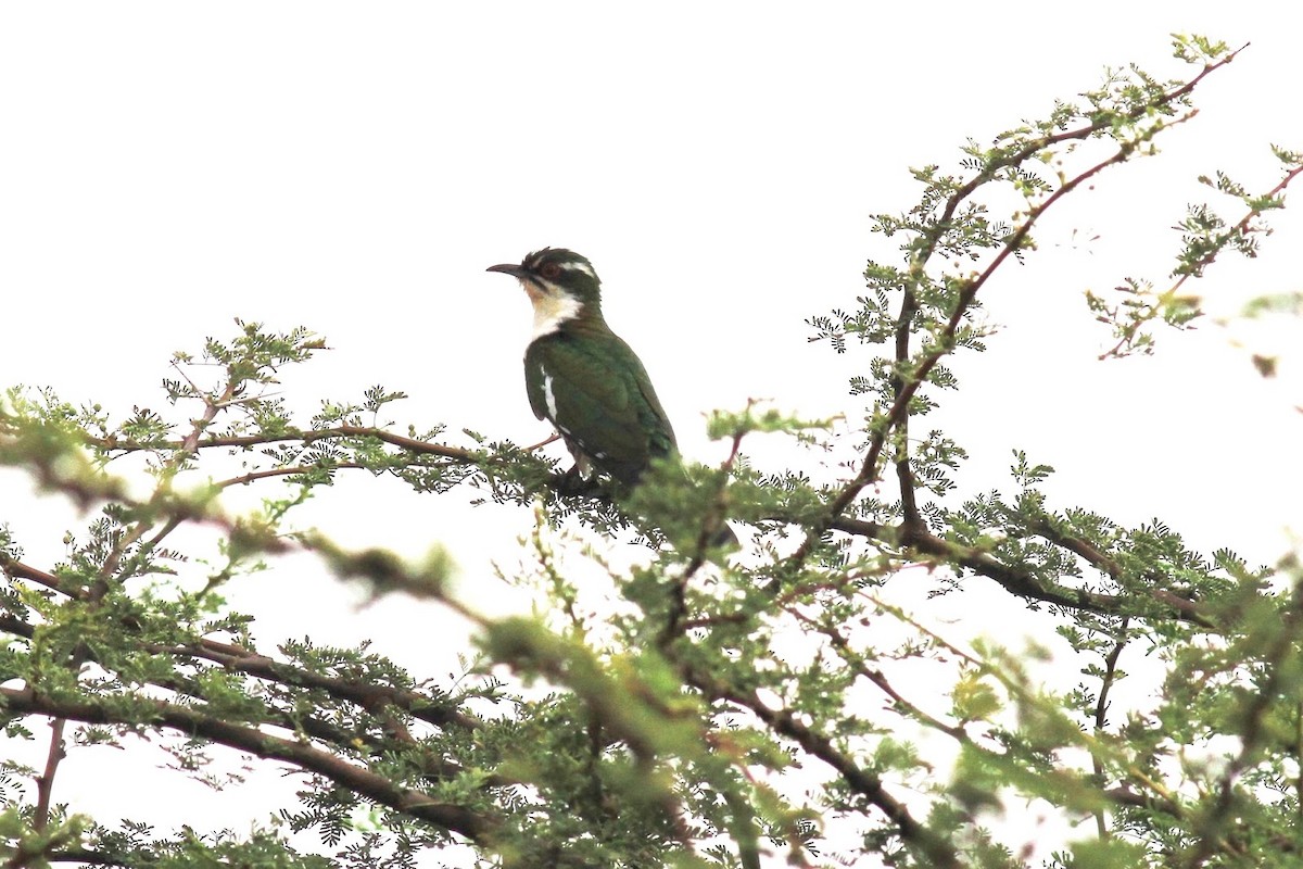 Dideric Cuckoo - ML142784001