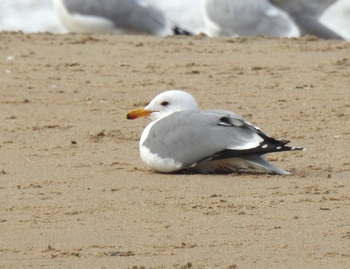 California Gull - ML142784301