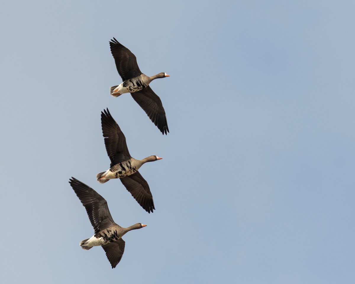 Greater White-fronted Goose - Nic Allen