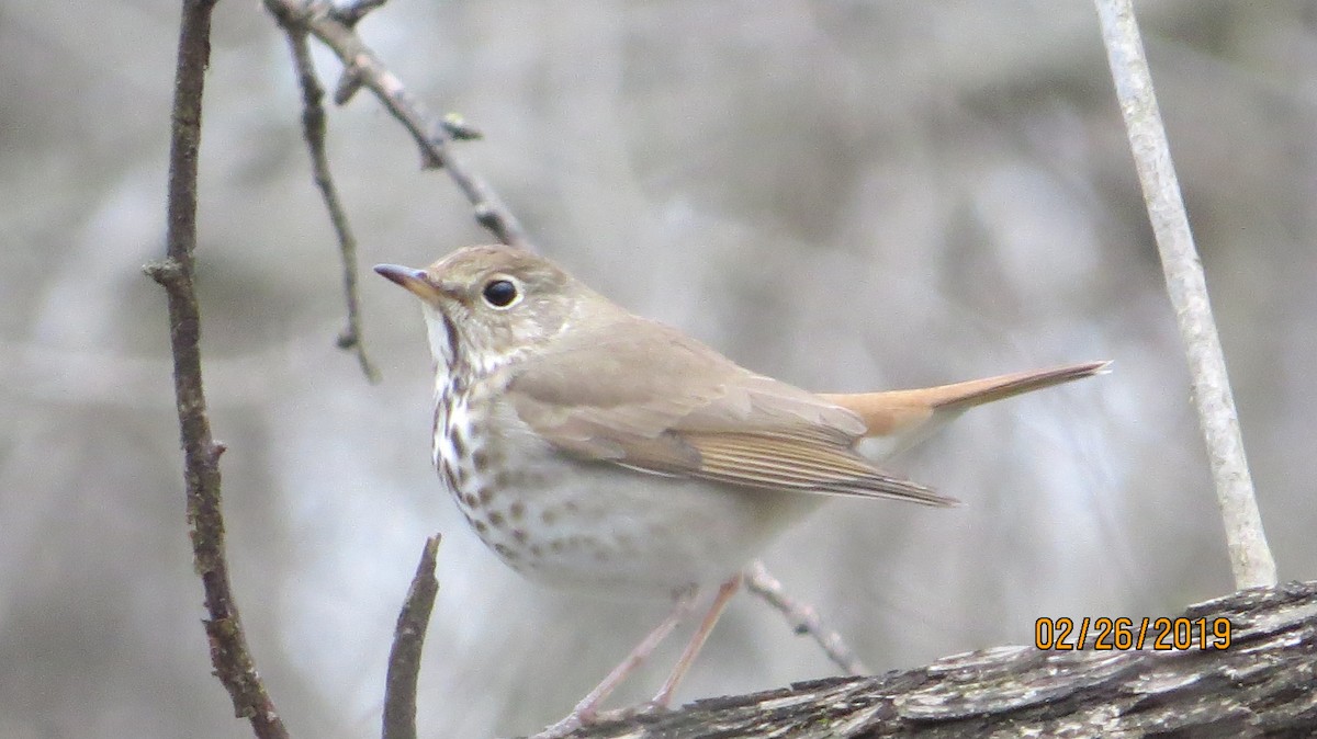 Hermit Thrush - ML142786891