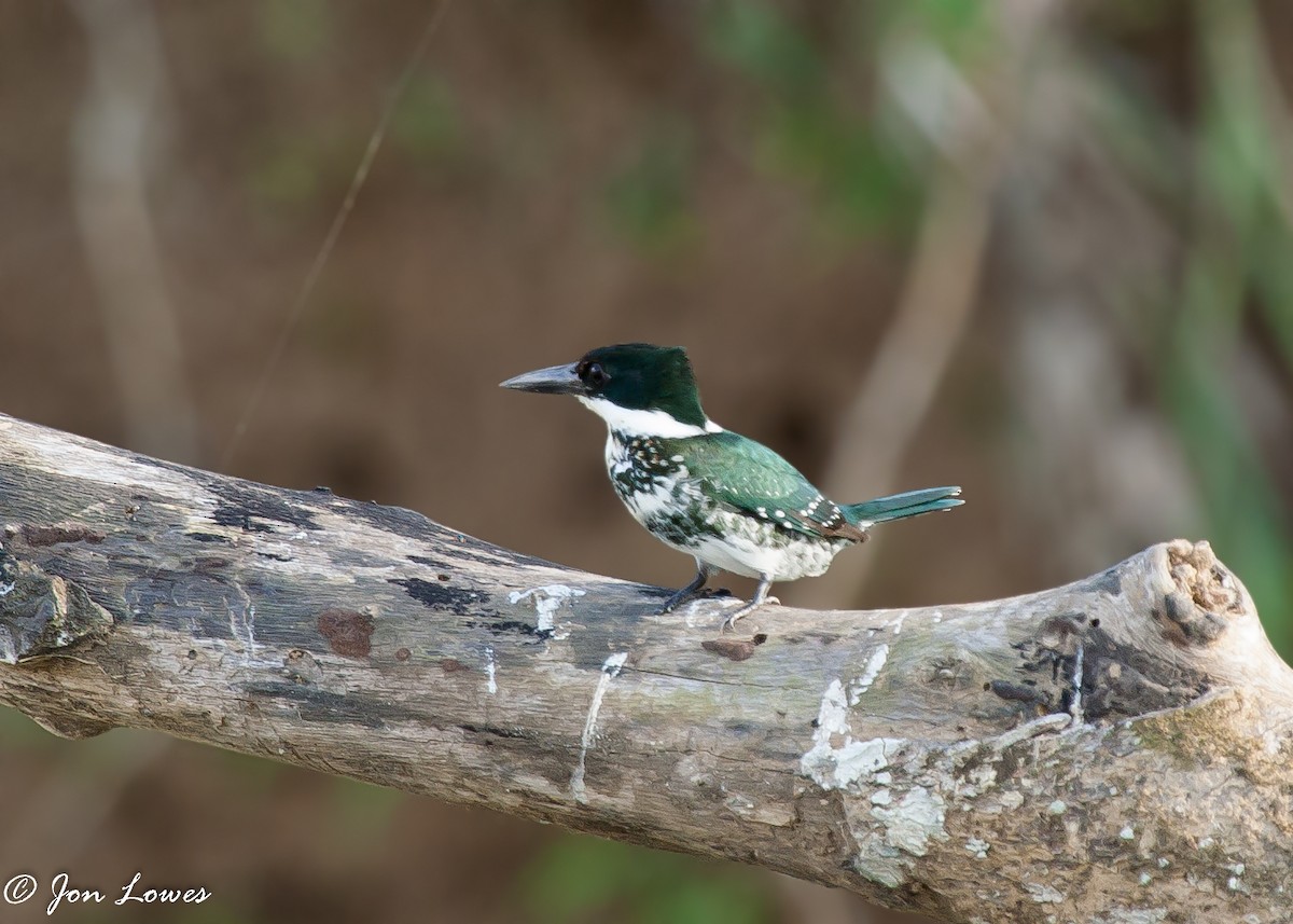 Green Kingfisher - ML142787451